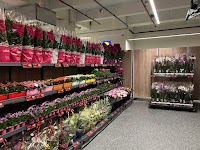 Lidl photo 2