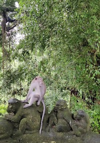La forêt des singes photo 4