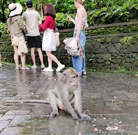 La forêt des singes photo 2
