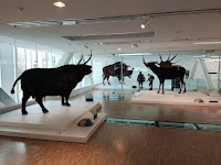 Cosquer Méditerranée photo 2