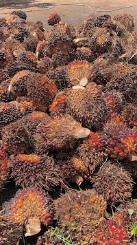 จาริญาการยาง&ปาล์ม-คลองย่าหนัด photo 3