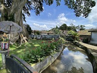 Bayan Ancient Tree photo 4