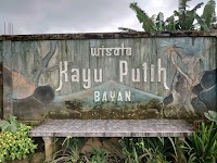 Bayan Ancient Tree photo 2