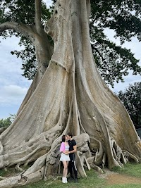 Bayan Ancient Tree – main