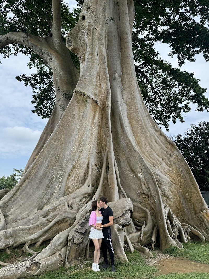 Bayan Ancient Tree – main