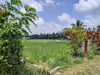 Bayan Ancient Tree photo 5